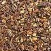 Rooibos