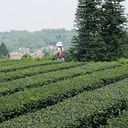 Thumbnail of a pic of this tea