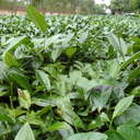 Thumbnail of a pic of this tea