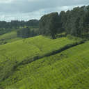 Thumbnail of a pic of this tea