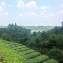 Thumbnail of a pic of this tea